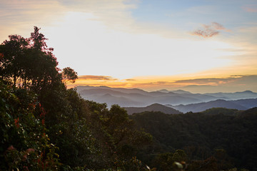 Colorful clouds of mist hovering low between green trees in the  forest early morning.        .Summer landscape. Fluffy  clouds in the blue sky over the mountain valley illuminated by the rising sun..