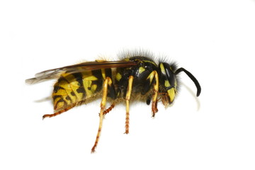 Dead norwegian wasp Dolichovespula norwegica on white background