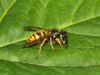Norwegian wasp Dolichovespula norwegica sitting on a green leaf