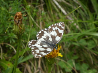 black white butterfly in the grass