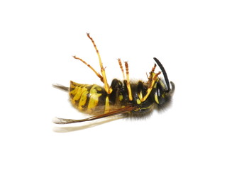 Dead norwegian wasp Dolichovespula norwegica on white background