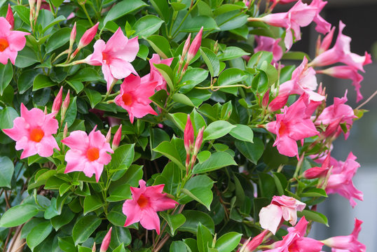 apocynaceae mandevilla sanderi rosea, beautiful pink flowers in the form of bluebells with an orange core and thin buds of a plant on a background of green dense clean green foliage, fresh greenery 