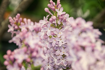 Lilac branch on green background