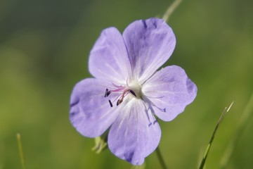 Fototapeta premium Purple flowers in grass. Slovakia