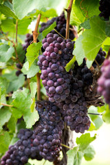 Red wine grapes growing on rows of vines.