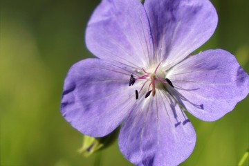 Purple flowers in grass. Slovakia