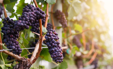 Red wine grapes growing on rows of vines.
