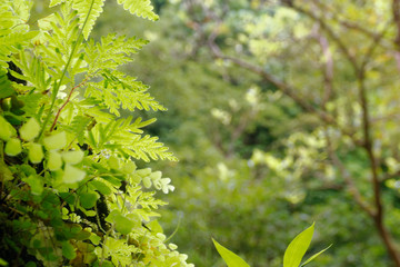 Moss and fern leaf background nature