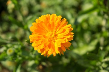 Colorful flowers. Slovakia