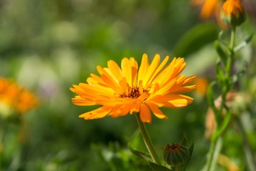 Colorful flowers. Slovakia