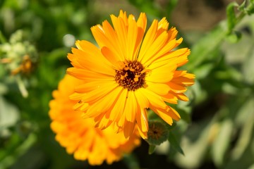 Colorful flowers. Slovakia