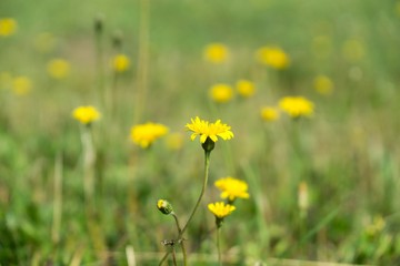 Dandelion in the grass. Slovakia