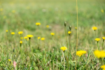 Dandelion in the grass. Slovakia