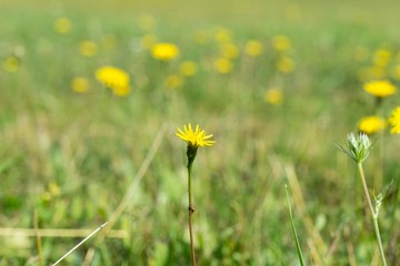 Fototapeta premium Dandelion in the grass. Slovakia