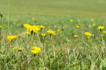 Dandelion in the grass. Slovakia