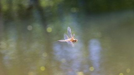 Flying over the water dragonfly