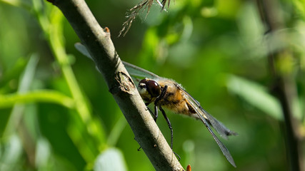 Large dragonfly