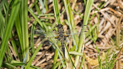 Large dragonfly