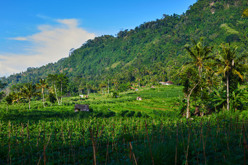 Staircase-like rice terraces descending from lush tropical rainforest. Vivid shades of green...