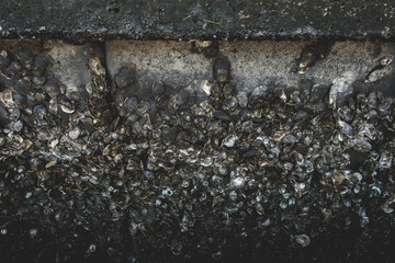 Barnacles at the dock