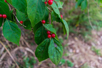 Berries on a bush