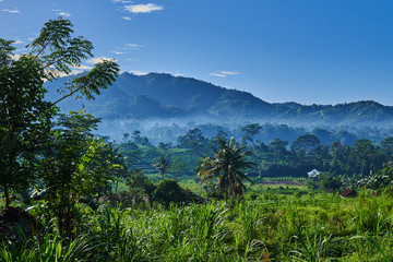 Beautiful misty morning. View of hut and green terraced rice field with mist on early morning. Rice fields, grass fields, grasses,  palm trees and white mist in the morning. Beautiful atmosphere.