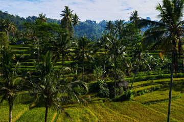 Fototapeta na wymiar In autumn, in the field of ripened rice. Harvesting period in rice fields. Green and yellow rice ears ripening on field surrounded by dense jungle under blue sky. Indonesia traditional agriculture.