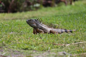 Leguan geniest die Sonne 