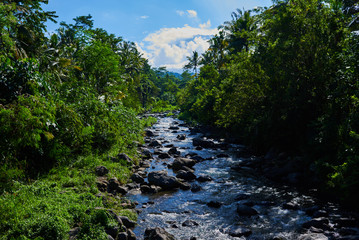 Tropical creek, flowing in the mountain forest. Mountainous jungle with trees leaning over fast stream. Magical scenery of rainforest and river. Wild, vivid vegetation of tropical forest. Indonesia.