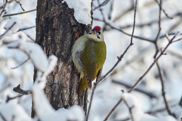 Grey-headed woodpecker sits on a tree in a winter forest in a natural habitat.