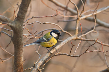 Great tit sits on a branch in the spring forest, rejoicing that it has lived to spring.