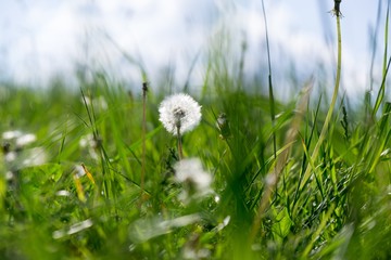 Dandelion in the grass. Slovakia