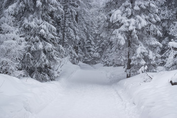 Road in the winter forest