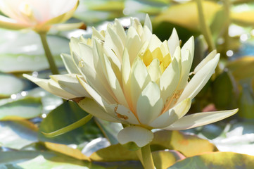 Water lily blooming on the pond
