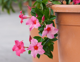 apocynaceae mandevilla sanderi grade rosea, beautiful pink flowers form of bells with an orange core, five flowers full bloom fall to the ground with brown pot in garden,the background gray asphalt 