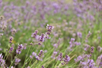 Lavender flower. Slovakia