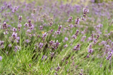 Fototapeta premium Lavender flower. Slovakia
