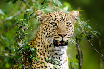 Leopard (Panthera pardus) hiding in bush, Masai Mara, Kenya, Africa