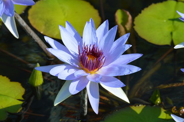 Water lily blooming on the pond