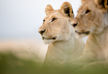 Two lions close up, Masai Mara, KEnya