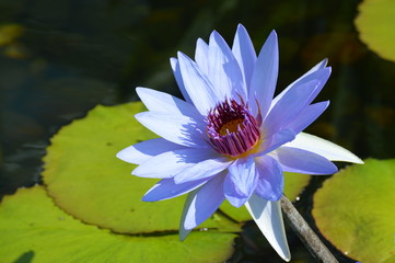 Water lily blooming on the pond