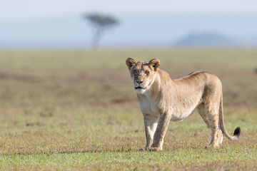 Fototapeta na wymiar African lion (Panthera leo) in landscape, Masai Mara, Kenya