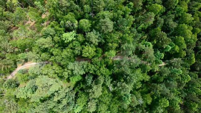 Drone flying forward above beautiful green forest. Aerial vertical shot
