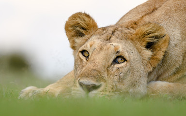 Close up of african lion