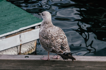a young gull from the back
