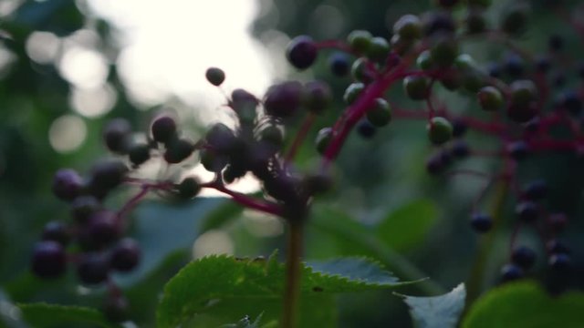 Privet crop coming into focus with light bouncing in the background.
