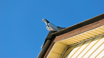 A white dove and a  blue sky