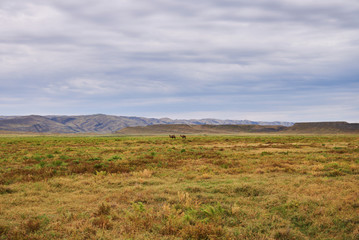 Background of  dry grass and blue sky. Beautiful landscape of safari and wild camels  walking in the savannah. Landscape. View on  plain against cloudy sky background. The concept of exotic tourism.