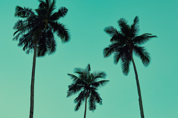 Obraz premium Contrasting green leaves palm trees against a bright blue sky. Palm trees at beach. Travel, summer, vacation and tropical concept. Coconut palm trees, beautiful tropical background. Vintage toned.