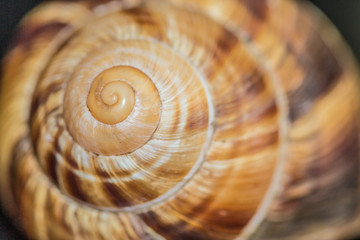 Seashell